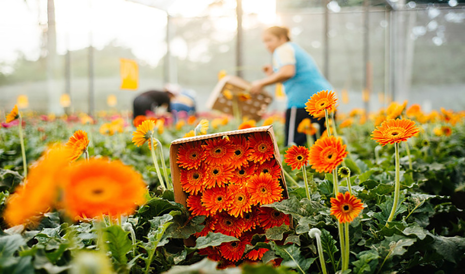 #dicadasemana Holambra, um paraíso de flores para curtir a primavera