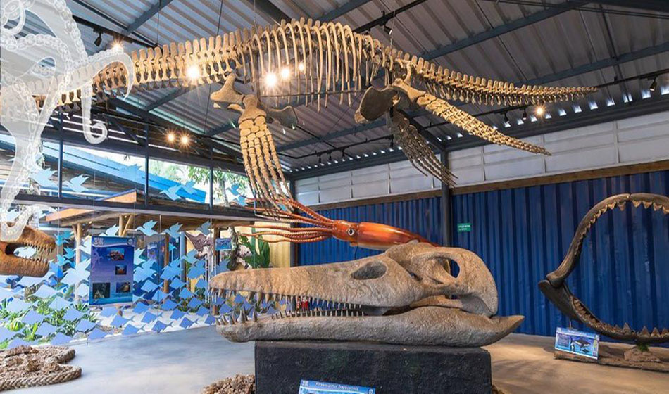 #dicadasemana Museu da Vida Marinha em Ubatuba 